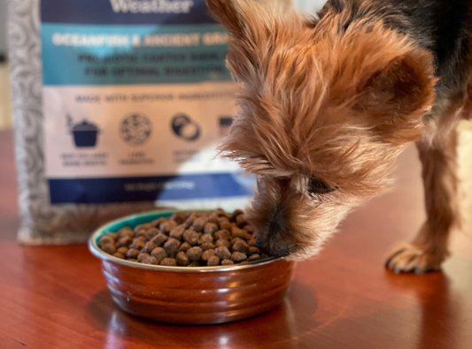 The Best Kibble For Dog Digestion