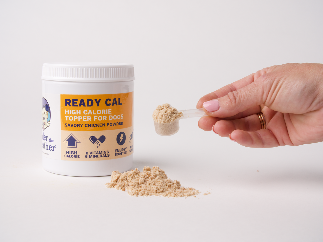 Helping a Cat Gain Weight: Ready Cal High Calorie Powder for Cats