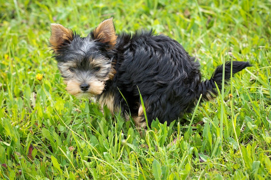 What Your Dog's Stool Means - The Scoop on Poop