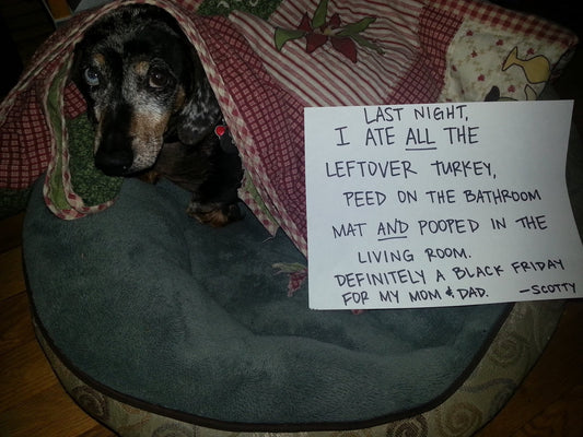 Dogs Who Ruined the Holidays: A Cautionary Tale For Humans With Dogs