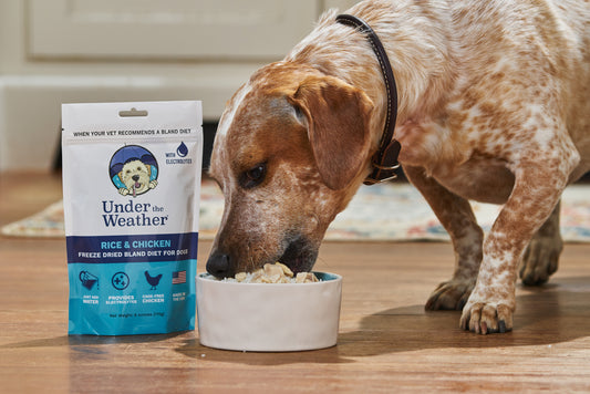 Dog eating easy to make bland diet for dogs. Learn how to make a bland diet for dogs. Chicken Bland Diet for Dogs. Recipe for a Bland Diet and when to use a bland diet for dogs  