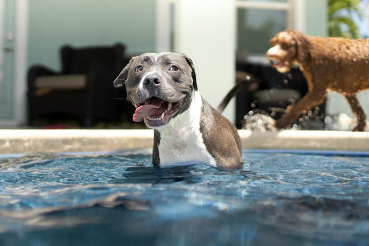 Dog happily in pool, likely healthy and happy from Collgan Chews