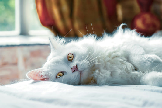 Cat Coat Dullness: Potential Causes and Solutions