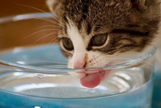 8 Reasons Your Cat Is Drinking So Much Water