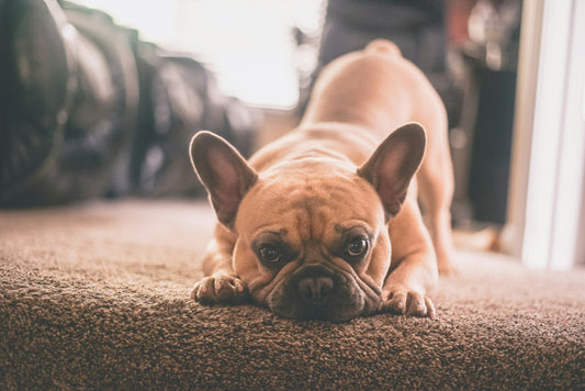 French Bulldog in play position