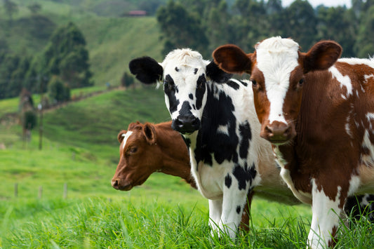 cow that have colostrum in a field colostrum for dogs health