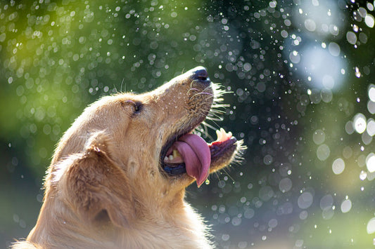Golden Retriever in a spray of water outside in nature