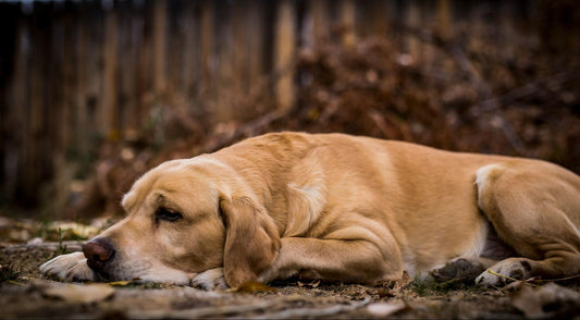 A golden dog lies on the ground amidst fallen leaves