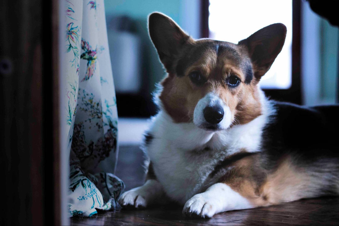 A corgi lies on a hardwood floor near a curtain