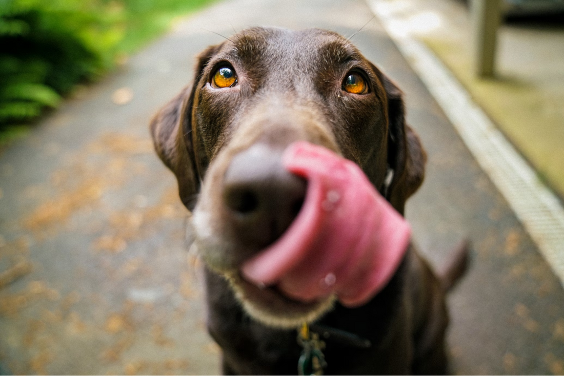 Brown dog looking snout in outdoor setting