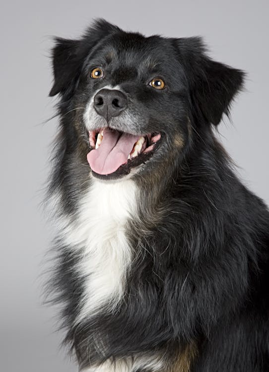 Why Is My Dog Shaking with Pancreatitis? Under the Weather Why Is My Dog Shaking with Pancreatitis? Under the Weather