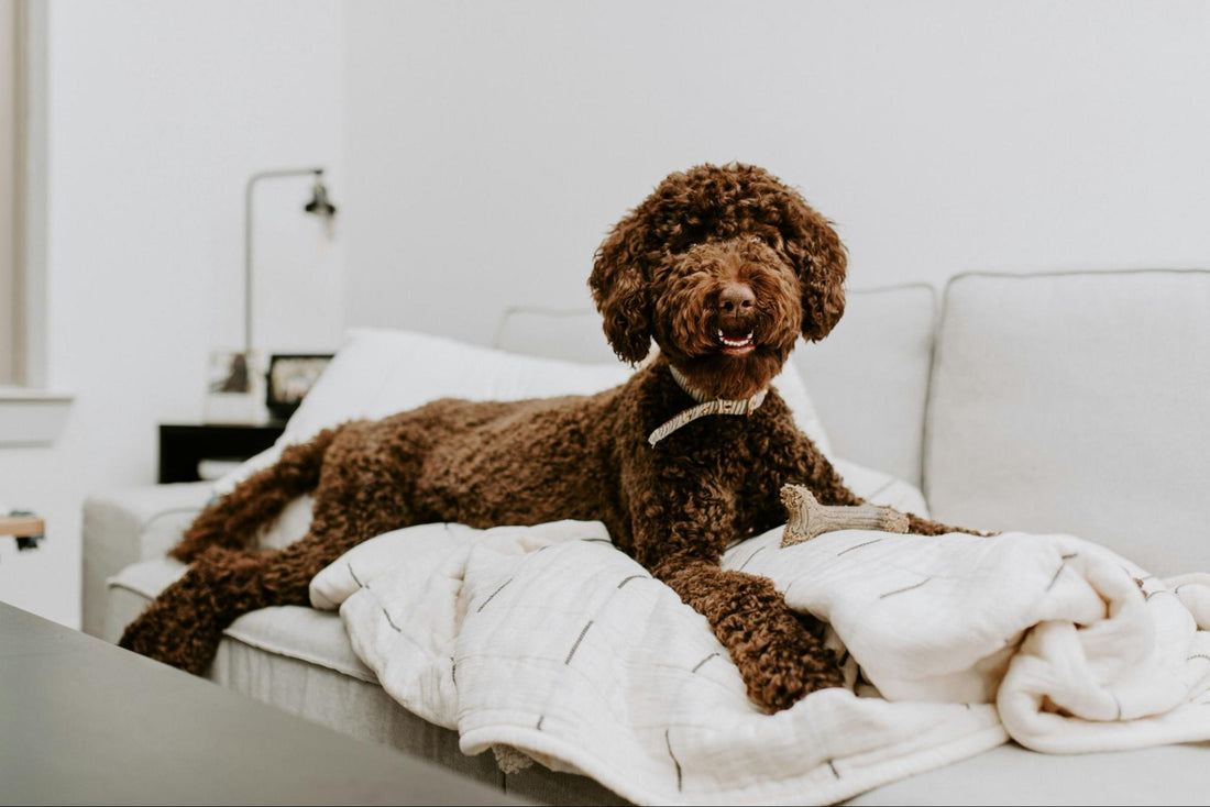 A brown labradoodle lies on a white couch