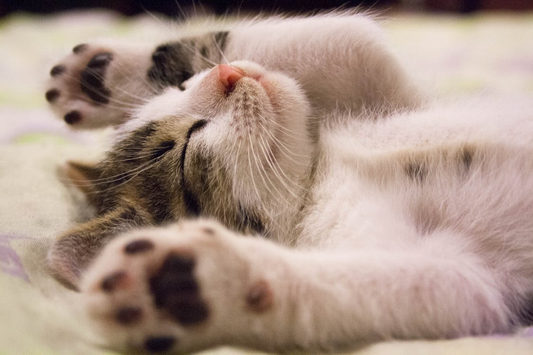 A kitten laying on its back, sleeping