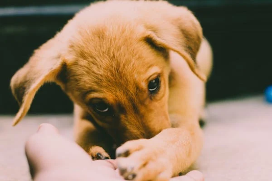 Brown puppy with paw in human hand