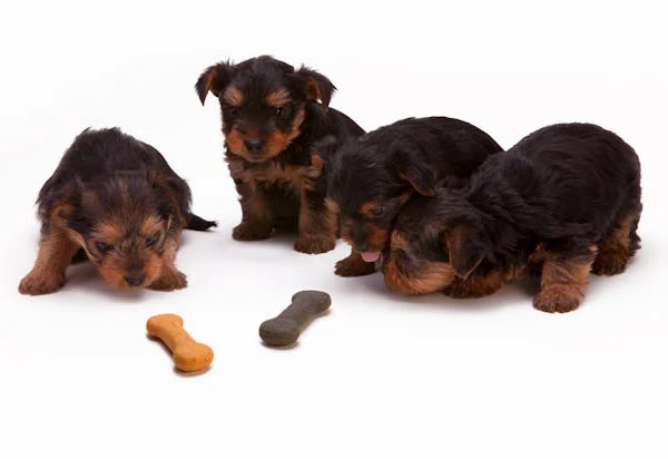 Brown and black puppies looking at dog treats
