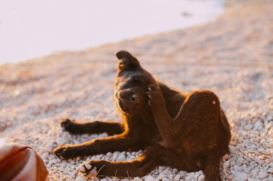 A brown puppy scratches his eye while lying on a rocky beach.