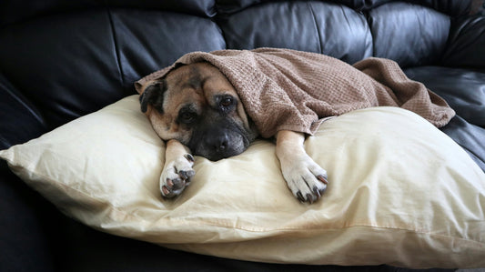 WHY IS MY DOG VOMITING?