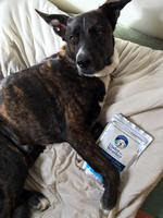 TESTIMONIAL: The antidote to an antibiotic-related upset stomach