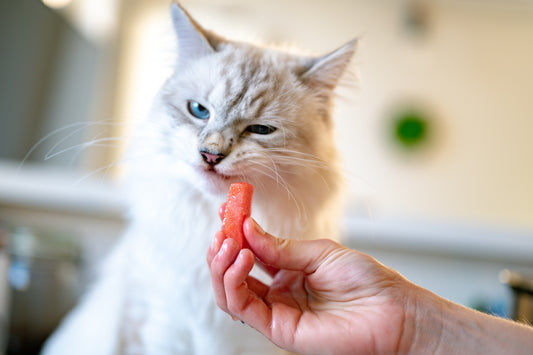 8 Ways To Get Your Cat To Eat
