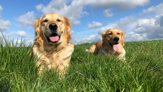 Ticks on Dogs