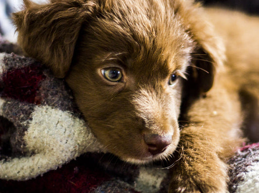 FIVE CONSIDERATIONS BEFORE DOG ADOPTION