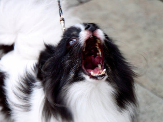 BEYOND BARKING