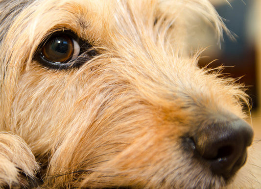 BLAND DIET OPTIONS FOR DOGS