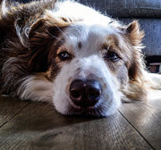 CAN DOGS CATCH A COLD?