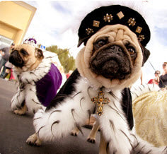 GET READY FOR SOME CANINE COUTURE