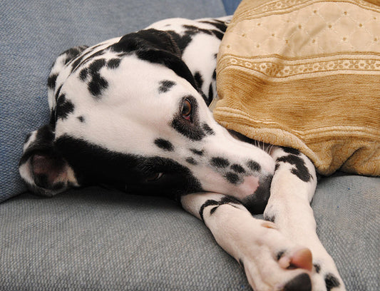 DOES TRAVEL MAKE YOUR DOG QUEASY?