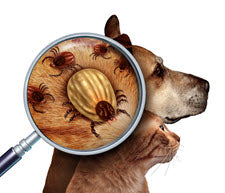DOES YOUR DOG HAVE LYME DISEASE?
