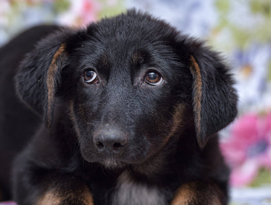 DOES YOUR PET SUFFER FROM ANXIETY?
