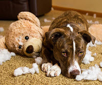 WHAT IS YOUR DOG TRYING TO TELL YOU?