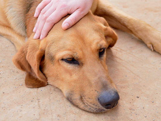 DOG VOMITING - THE #1 REASON FOR EMERGENCY ROOM VISITS