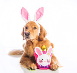 FIDO'S WISH FOR A "YAPPY" EASTER