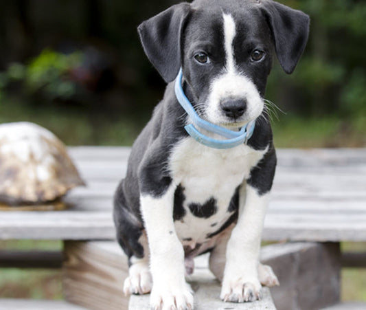 FIGHTING FLEAS & TICKS