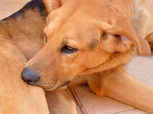 IS THAT FLEA DIRT ON FIDO?