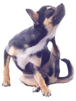 DOES FIDO HAVE DRY, ITCHY SKIN?