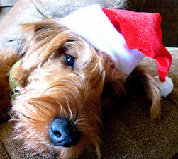 TIPS FOR KEEPING YOUR DOG CALM FOR THE HOLIDAYS