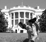 SEPT 23 - DOGS IN POLITICS DAY