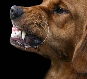 PREVENTING DOG BITES
