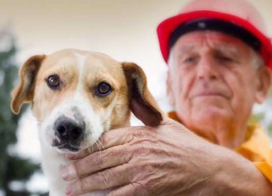 PROTECTING YOUR PETS IN CASE OF FIRE