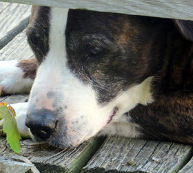 RECOGNIZING THE SIGNS OF DOGGIE DEMENTIA