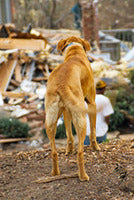 COULD YOU SAVE YOUR DOG'S LIFE?