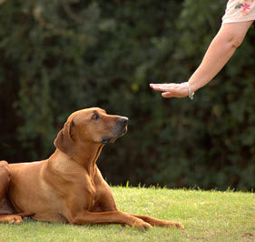 SUCCESSFUL DOG TRAINING TIPS