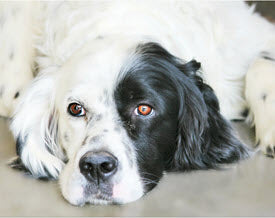 TIPS FOR FIDO'S UPSET STOMACH