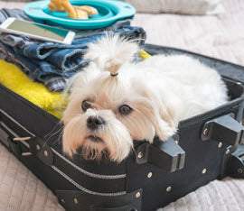 TIPS TO REDUCE FIDO'S TRAVEL ANXIETY