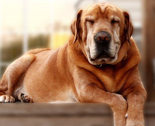 TIPS FOR SENIOR DOG CARE