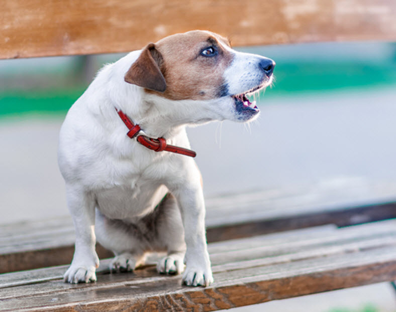 WHY ALL THE BARKING?