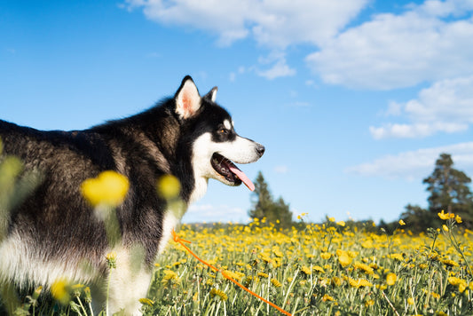 Dog Allergy Symptoms & Treatments